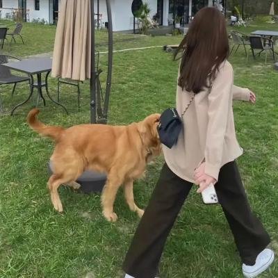 男孩和他的狗